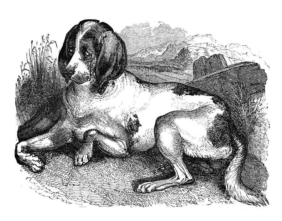 Old English Hound, 1848 Drawing by Print Collector