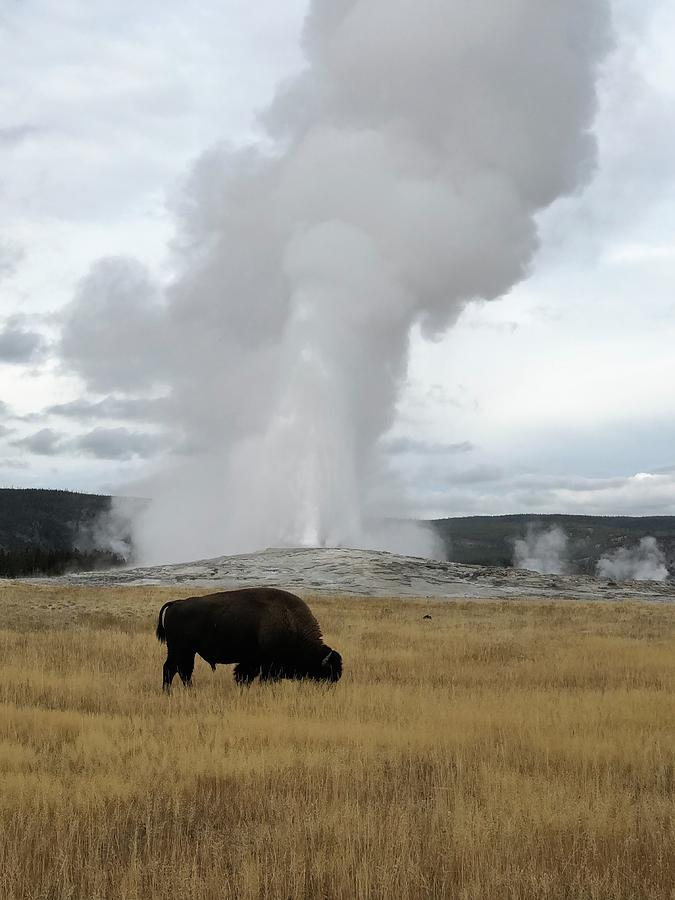 Old Faithful Photograph by Jeanette Corriell - Fine Art America