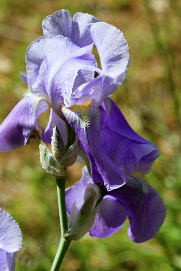 Old Fashioned Blue to Purple Tall Bearded Iris Photograph by Kathy Clark