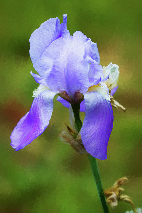 Old Fashioned Historical Lavender Blue Iris  Photograph by Kathy Clark