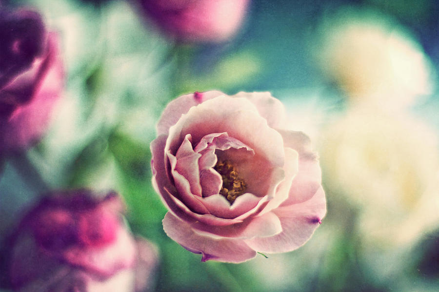 Old Fashioned Rose Photograph by Image By Catherine Macbride