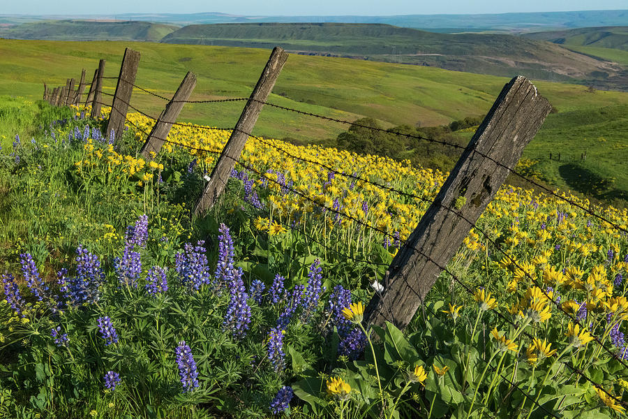 Old Fence by Patrick Campbell Old Fence by Patrick Campbell