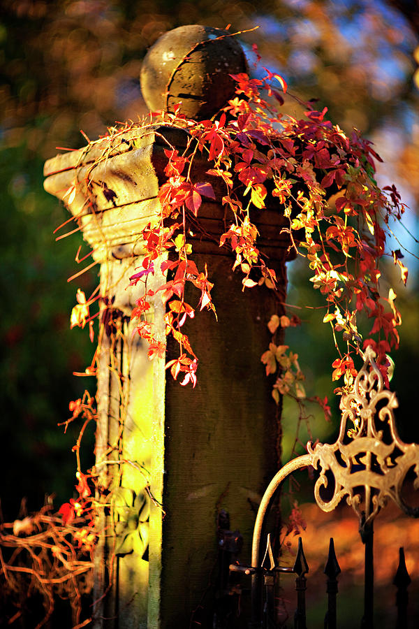 Old Fence Post And Gate With Autumn Photograph by Wesley Hitt