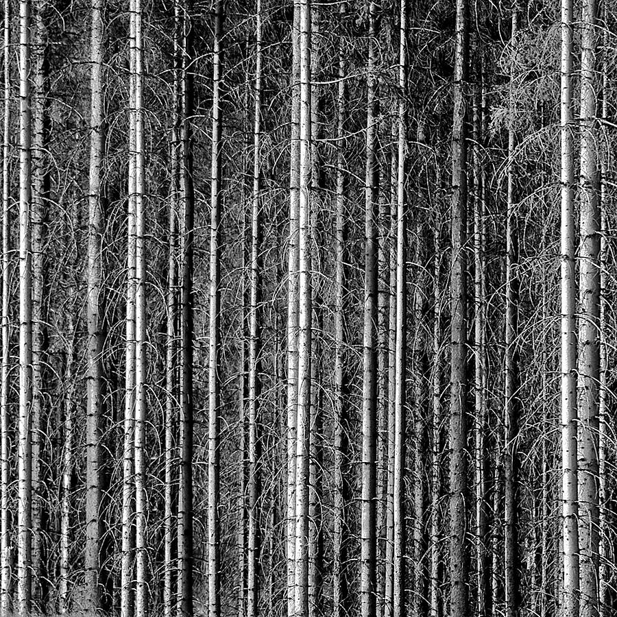 Old Forrest Photograph by Kristian Westgård