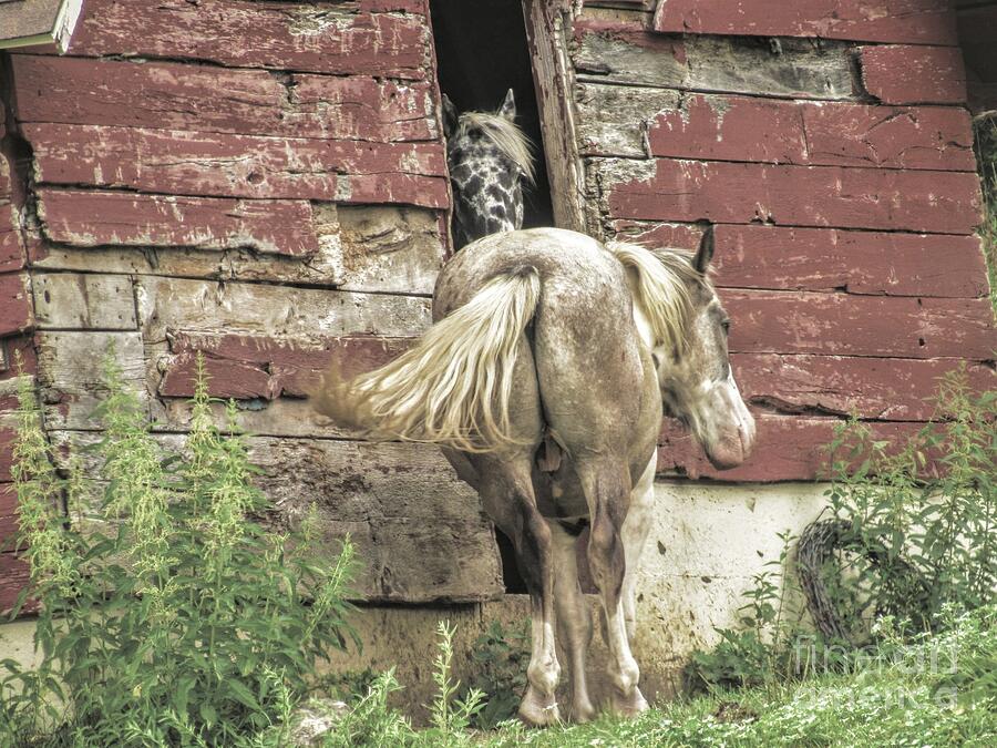 Horse Photograph - Old Friends Visiting by Curtis Tilleraas