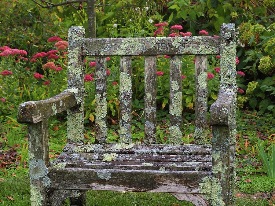 Old Garden Chair Photograph by Alida M Haslett