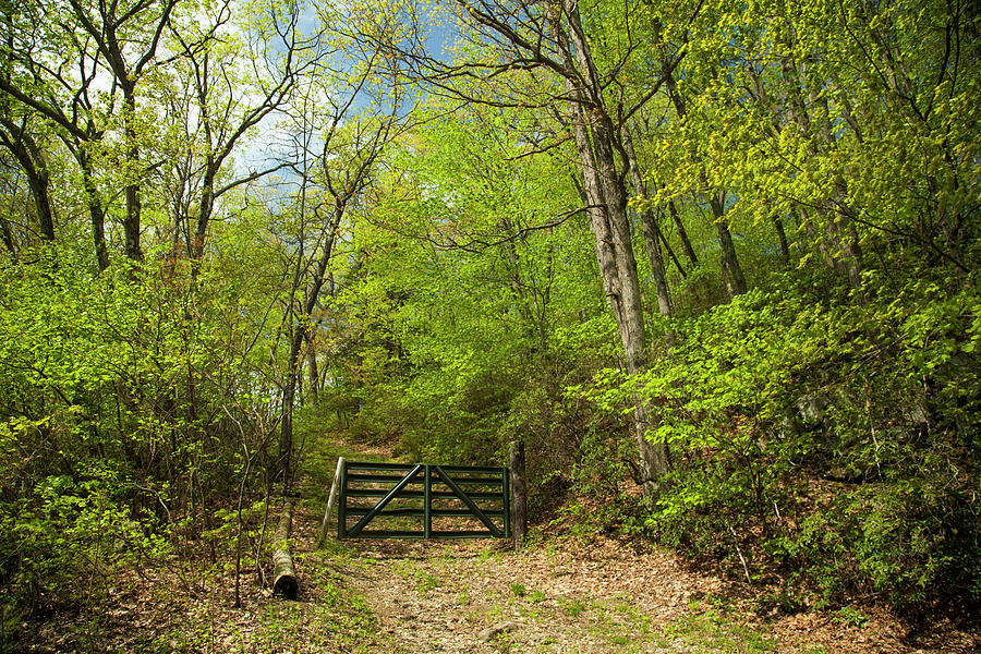 Old Gate At The Preserve Photograph