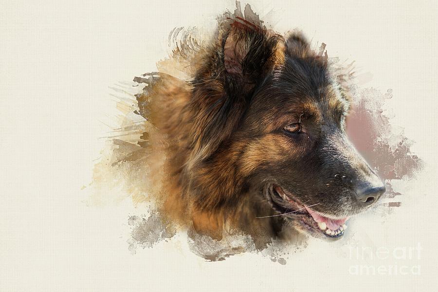 Dog Mixed Media - Old German Shepherd Dog by Eva Lechner