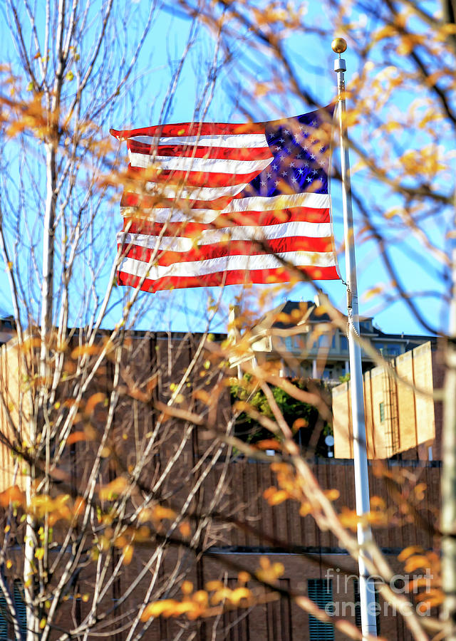 Old Glory through the Trees by John Rizzuto Old Glory through the Trees by John Rizzuto