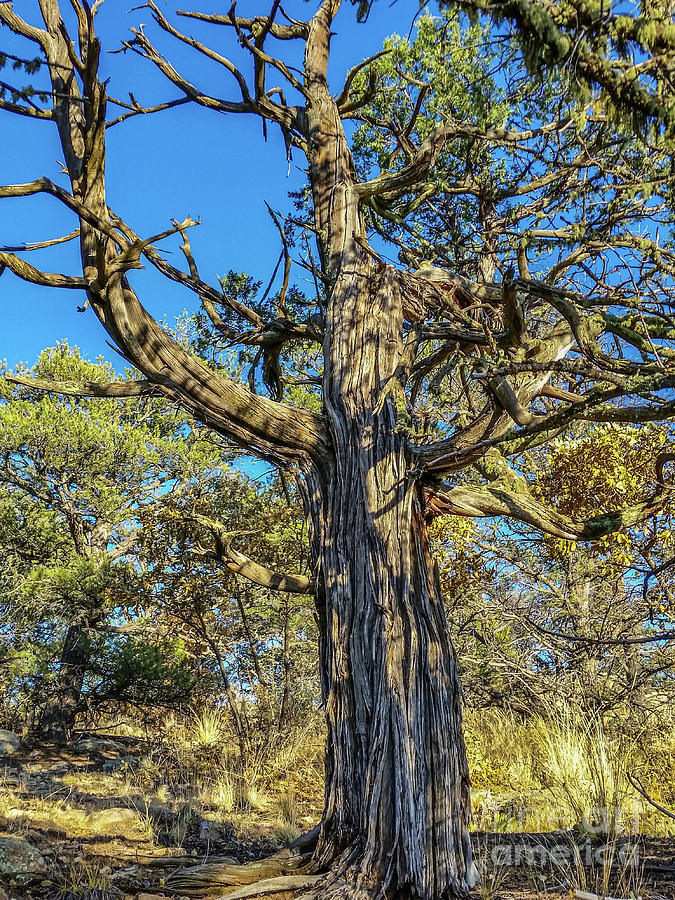 Old Gnarly Tree by Tony Baca Old Gnarly Tree by Tony Baca