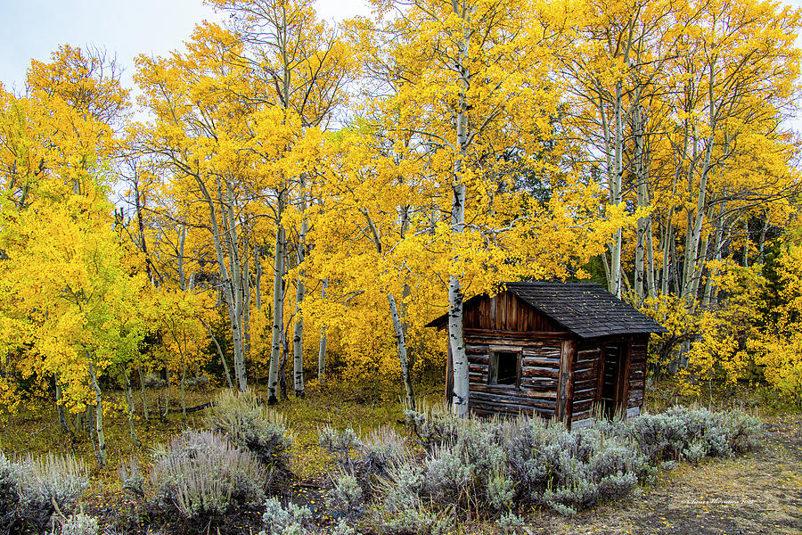 Old Gold Mining Cabin Photograph by Sam Sherman