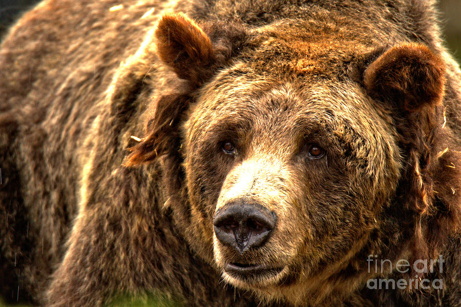 Old Grizzly Sow Photograph by Adam Jewell