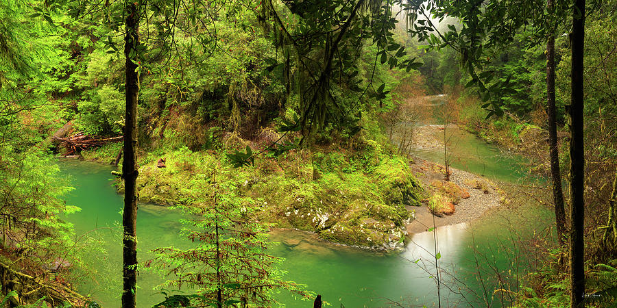 Old Growth Forest and River Photograph by Leland D Howard