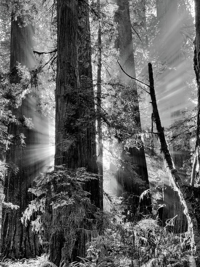 Old Growth Forest Light Black and White Photograph by Leland D Howard