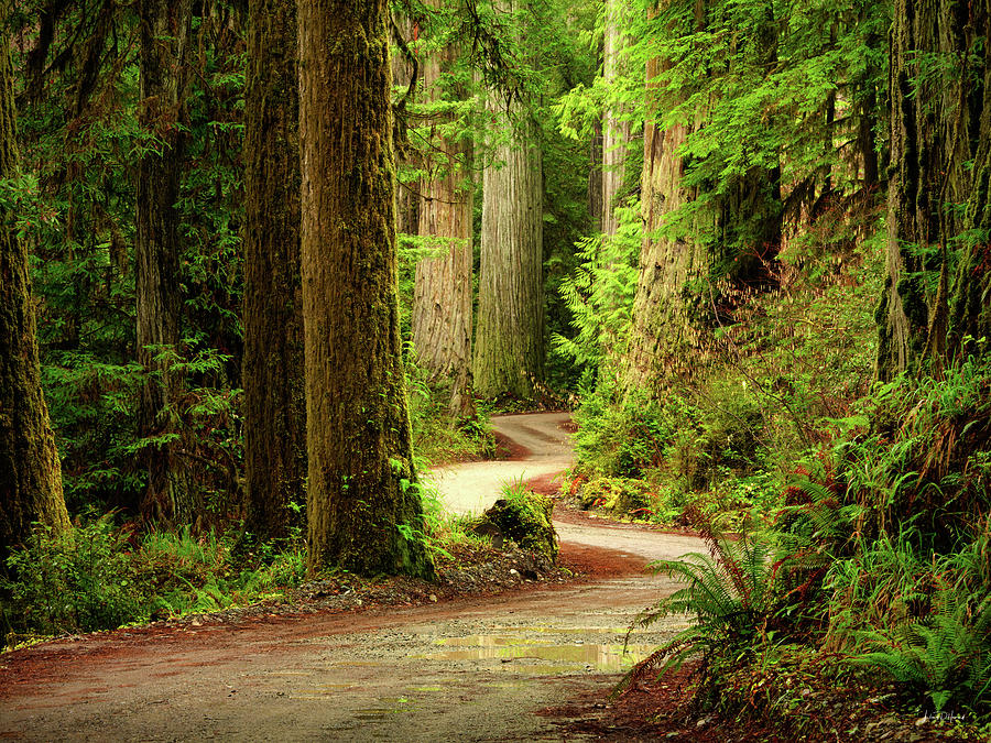 Old Growth Forest Route Photograph by Leland D Howard