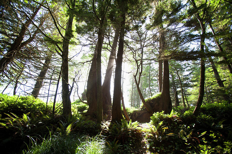 Old Growth Trees Backlit By The Sun Photograph by Deddeda / Design Pics