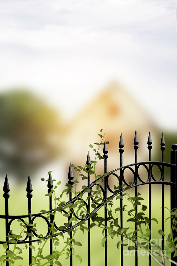 Old Iron Fence With Plants Growing Up Photograph by Ethiriel Photography