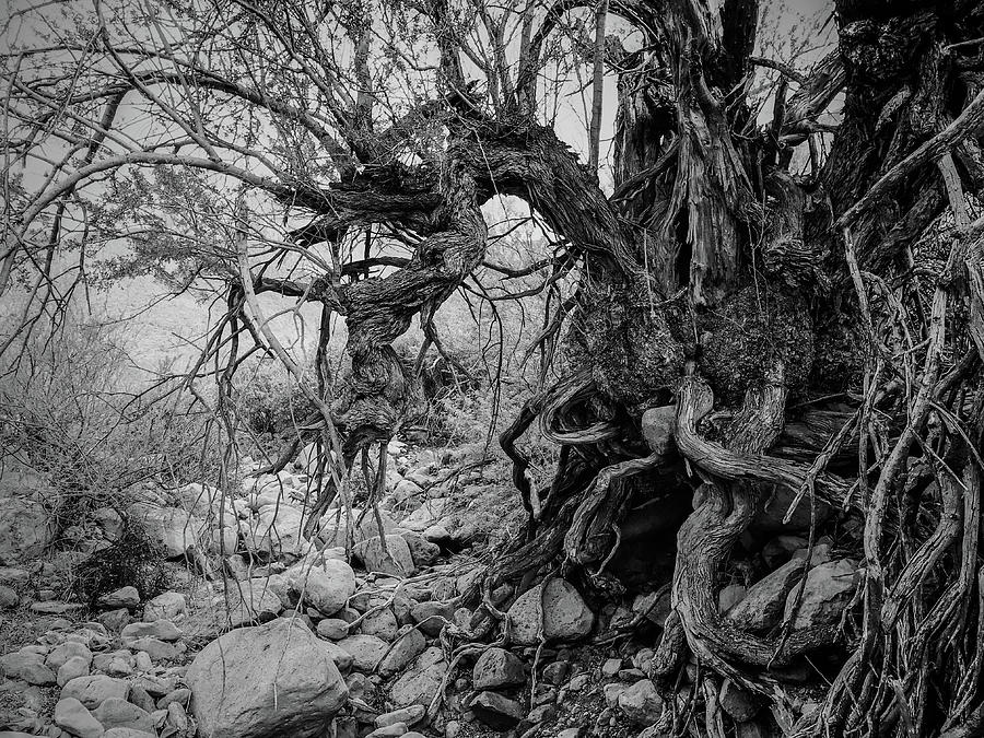Old Ironwood by Veronika Countryman Old Ironwood by Veronika Countryman