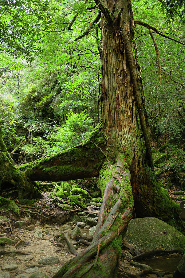 Nature Photograph - Old Japanese Ceder Tree In A by Ippei Naoi