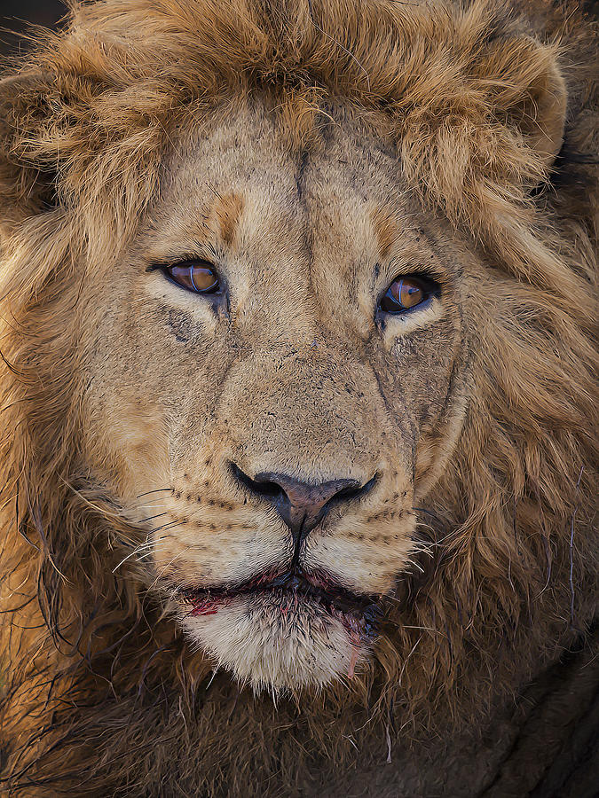 Old Lion Photograph by Michael Zheng
