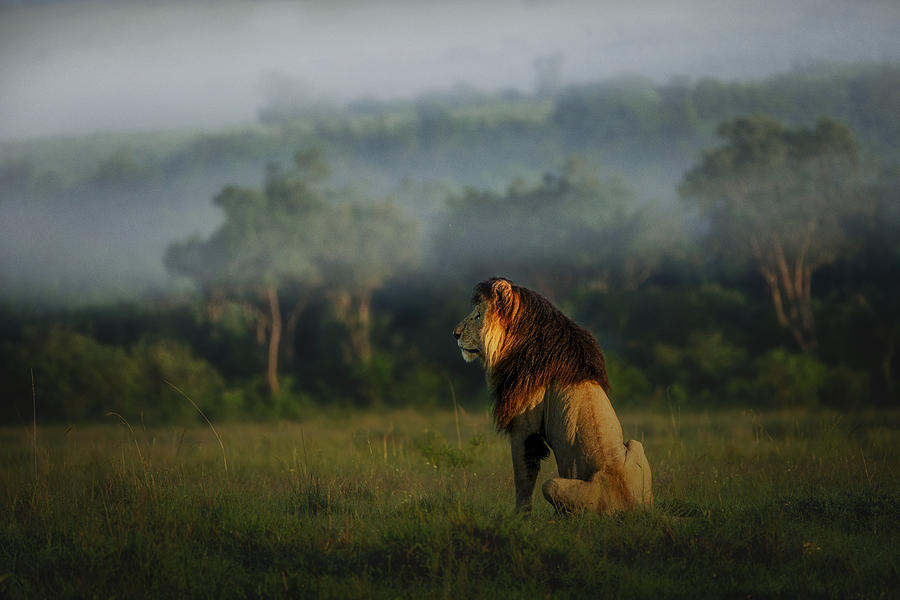 Wildlife Photograph - Old Lion by Roberto Marchegiani