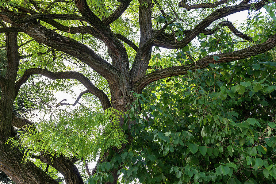 Old Locust Tree Branches Photograph By Benedek Alpar - Fine Art America