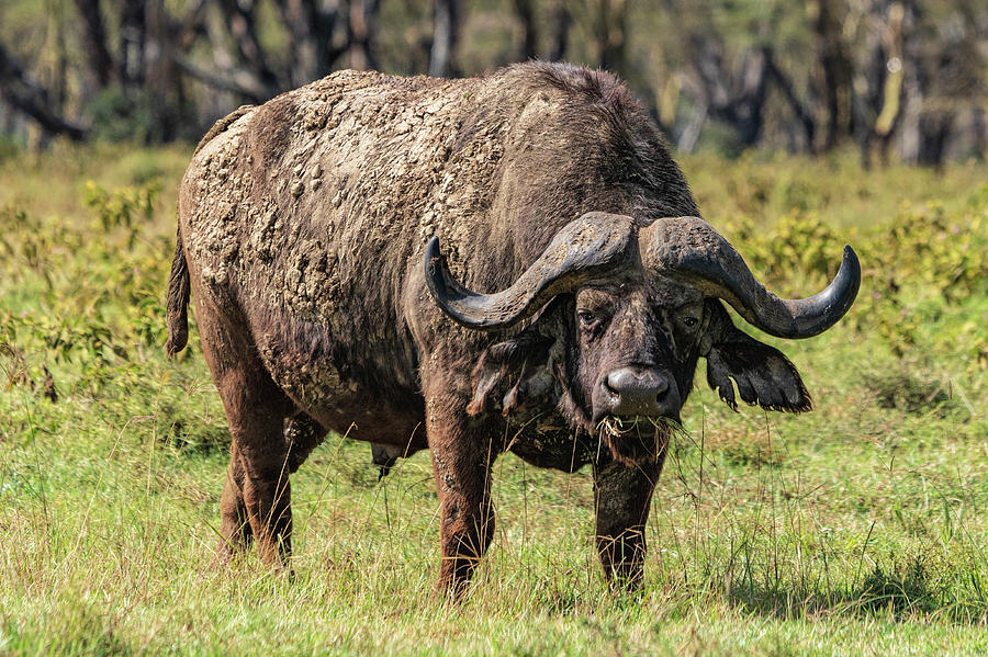 Old Male Cape Buffalo Photograph by Betty Eich