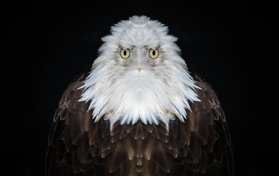 Old Man Eagle Digital Art by Pelo Blanco Photo