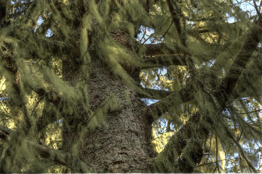 Tree Photograph - Old Mans Beard by Greg DeBeck
