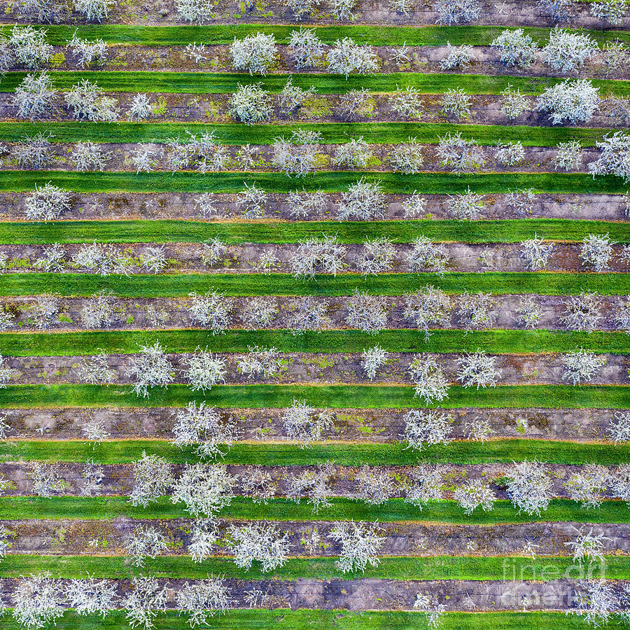 Old Mission Photograph - Old Mission Cherry Farm Aerial Square by Twenty Two North Photography