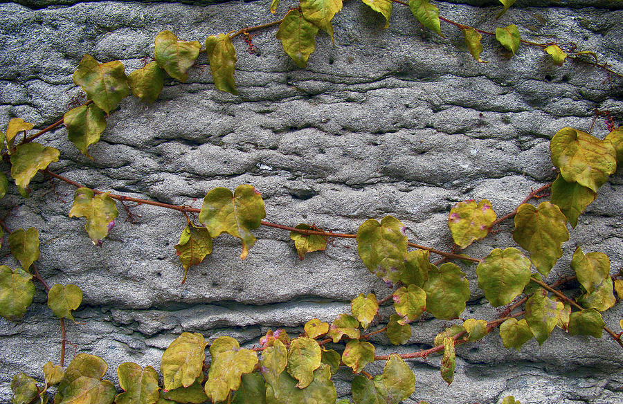 Pattern Photograph - Old Montreal Ancient Wall And Ivy by Tina Lavoie