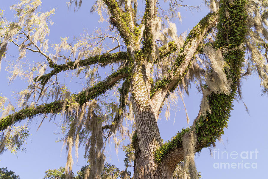 Old Moss Draped Live Oak Tree Photograph by MM Anderson