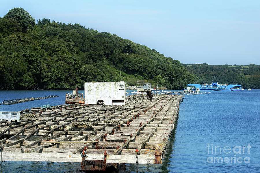 Old Mussel Farm At Trelissick Photograph