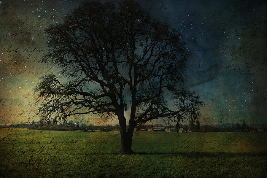 Old Oak Tree Photograph by Bonnie Bruno