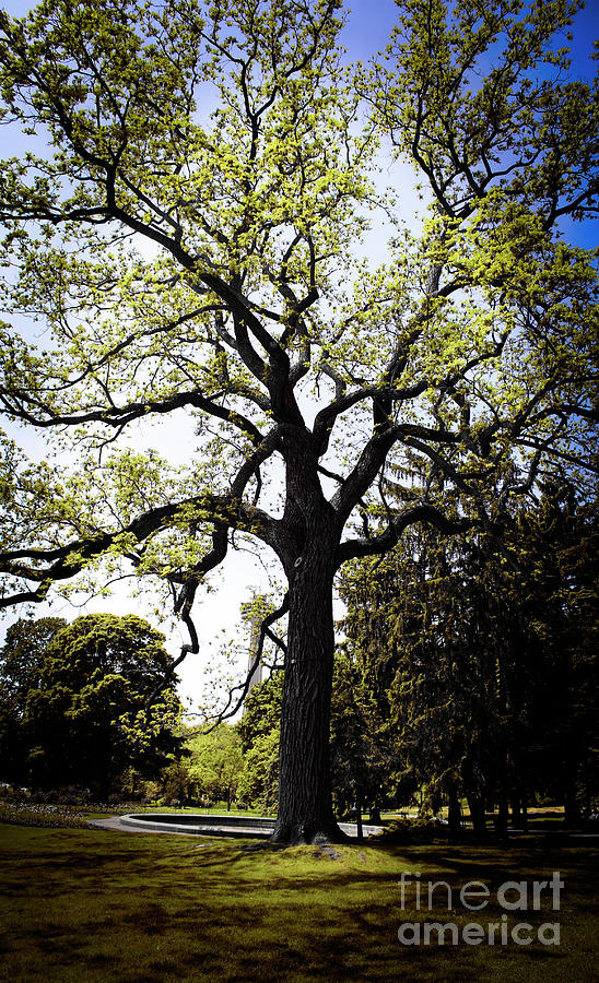 Old Oak Tree Photograph by Doc Braham