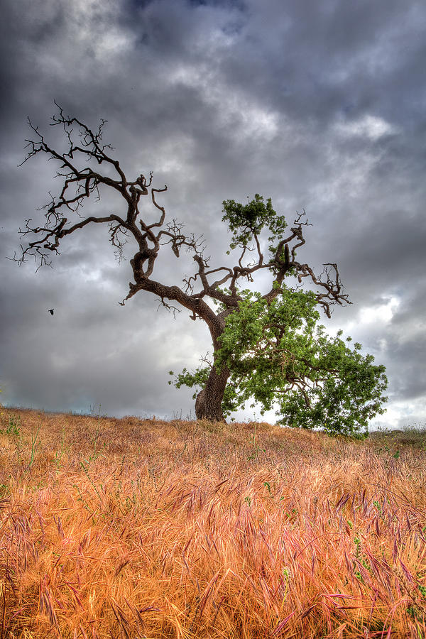 Tree Photograph - Old Oak Tree by John Rodrigues