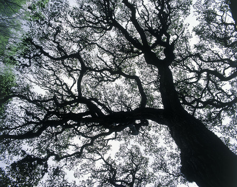 Old Oak Tree Limbs Against The Sky, Tx Photograph by Don Grall Old Oak Tree Limbs Against The Sky, Tx Photograph by Don Grall