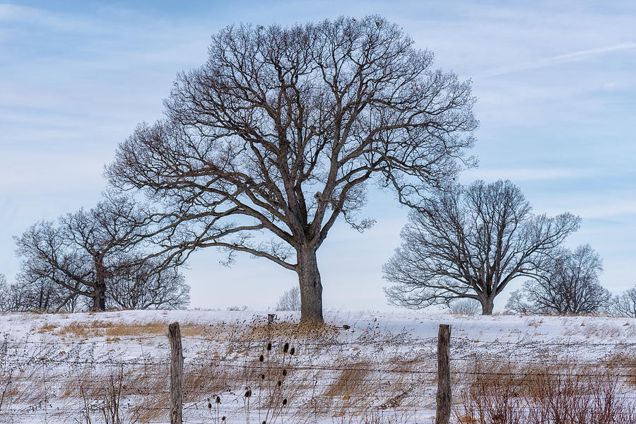Winter Photograph - Old Oaks by Joann Long
