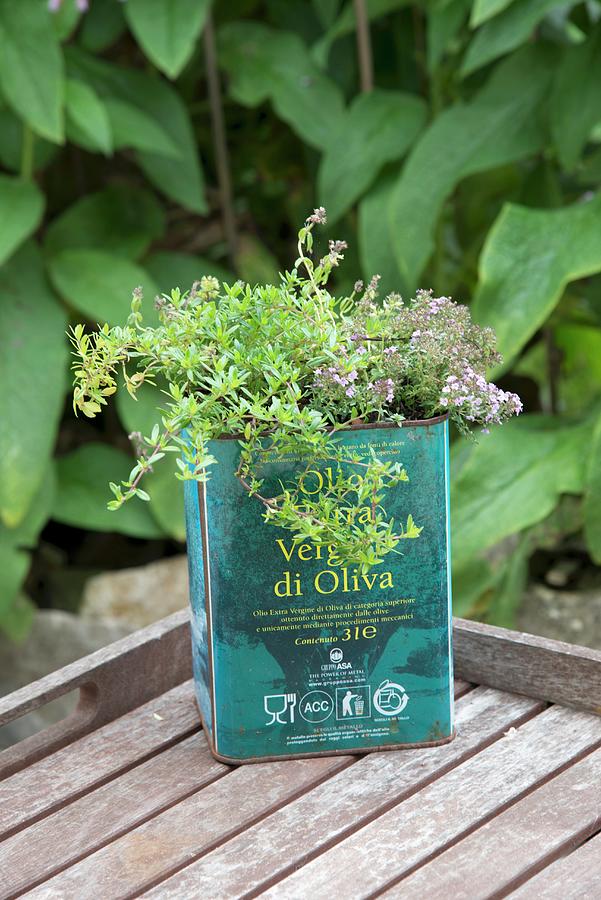 Old Oil Can Planted With Various Herbs Photograph by Inge Ofenstein