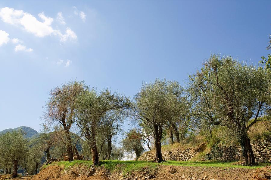 Old Olive Trees On A Terraced Slope Photograph by Imagerie