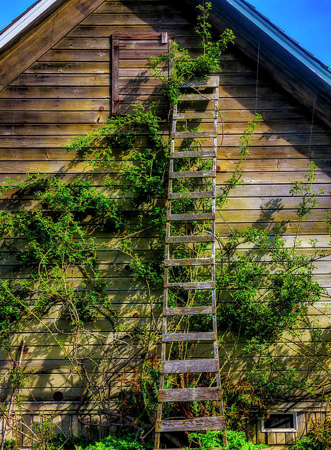 Old Orchard Ladder Photograph by Garry Gay