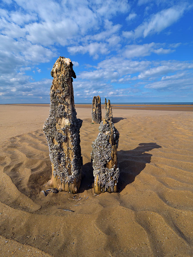 Old Posts Covered In Barnacles On Beach,titchwell Marsh Photograph by ...