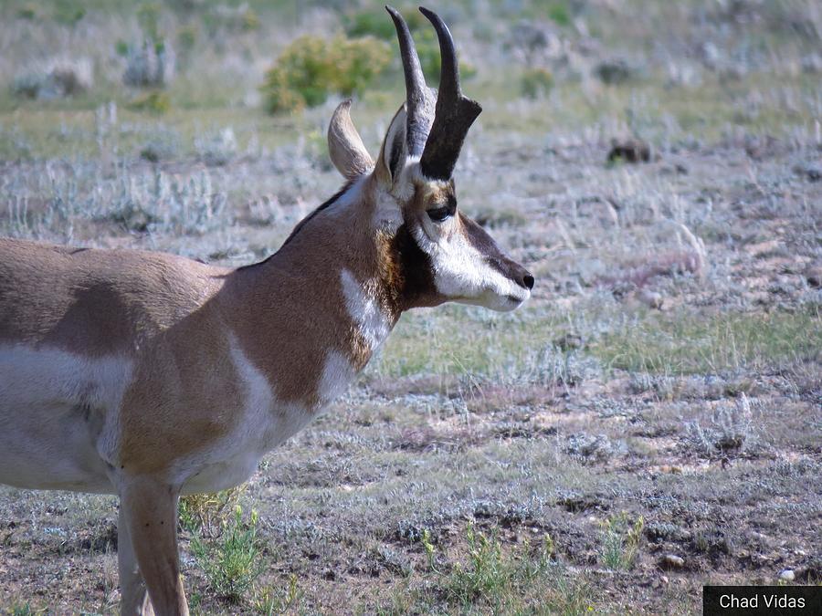 Old Pronghorn Photograph by Chad Vidas - Fine Art America