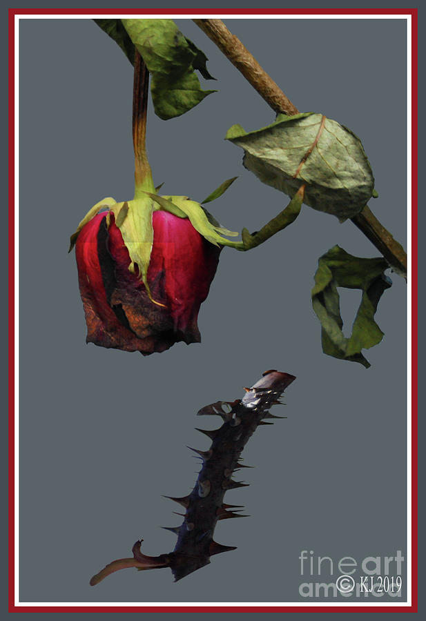 Rose Digital Art - Old Red 2 by Klaus Jaritz Rose Digital Art - Old Red 2 by Klaus Jaritz