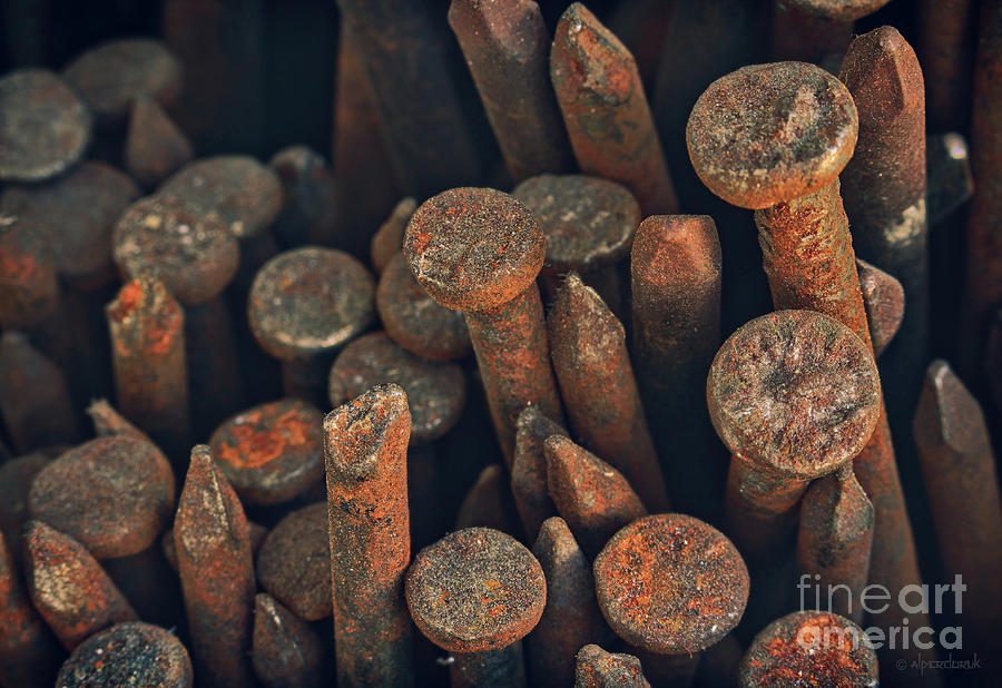 Old Rusty Nails Photograph by Alper Doruk