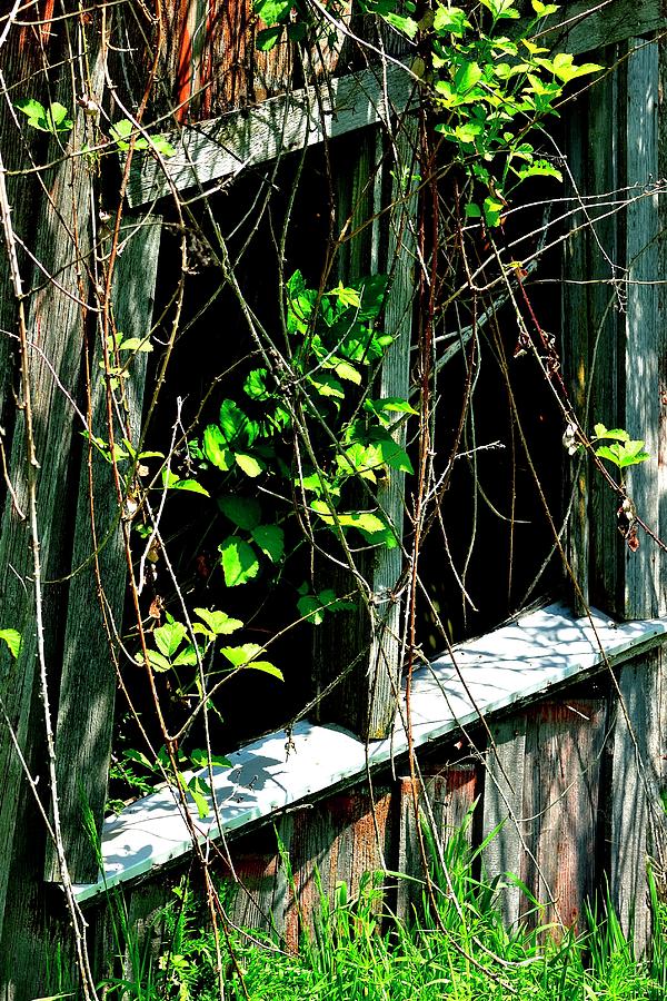 Old Shed Window and Green Vines Photograph by Jerry Sodorff