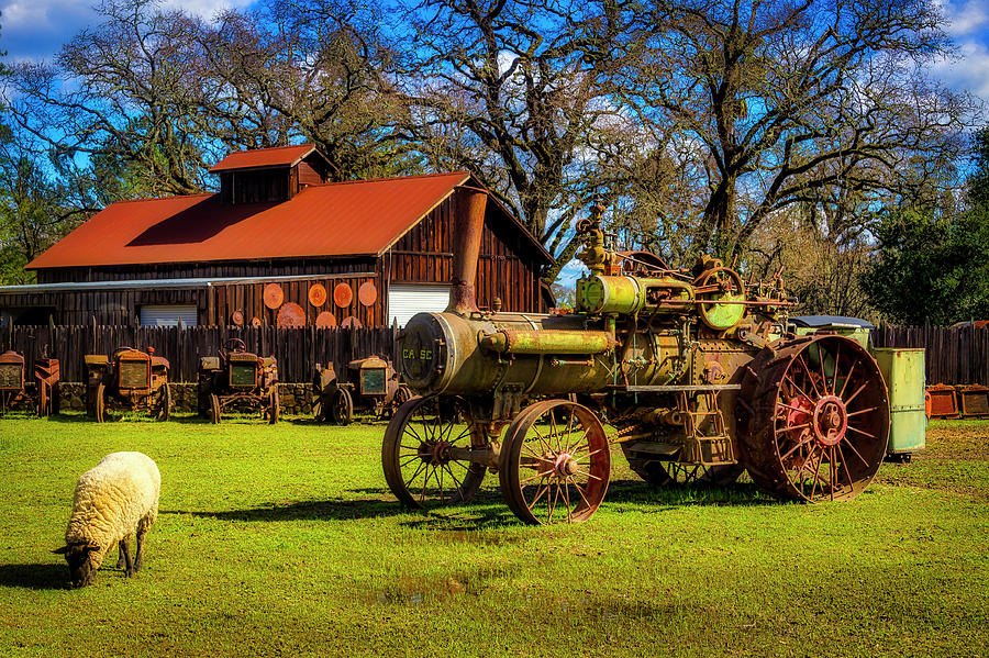Old Steam tractor And Sheep Photograph by Garry Gay