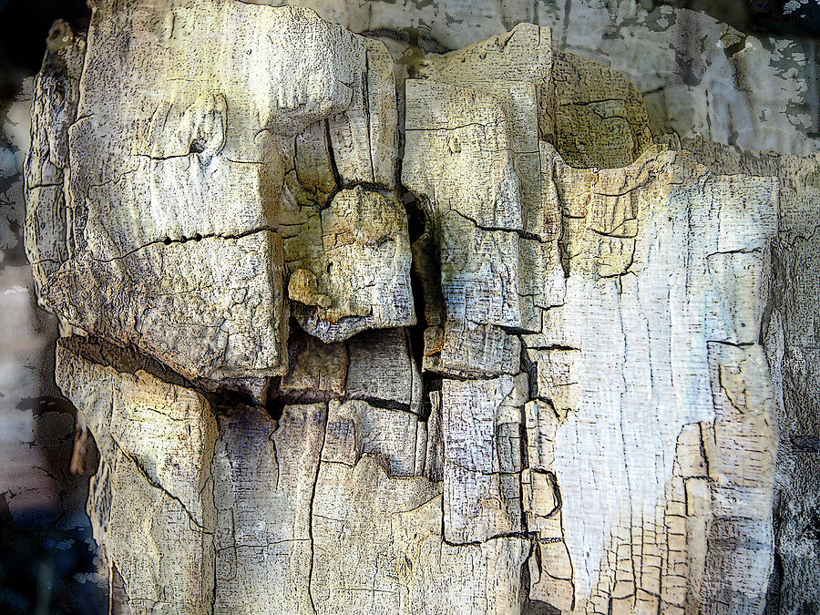 Old Stump Photograph by DonaRose
