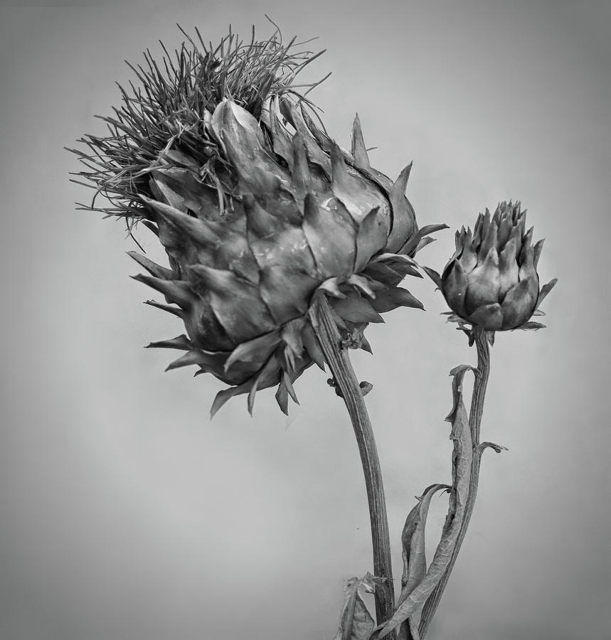 Old Thistle Photograph by Dave Mills