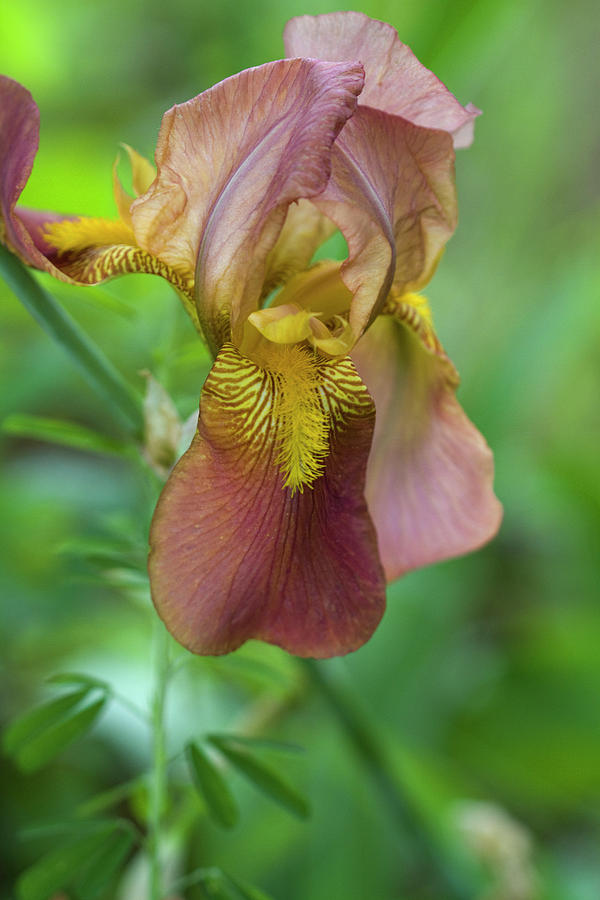 Old Time Loveliness Iris Photograph by Kathy Clark